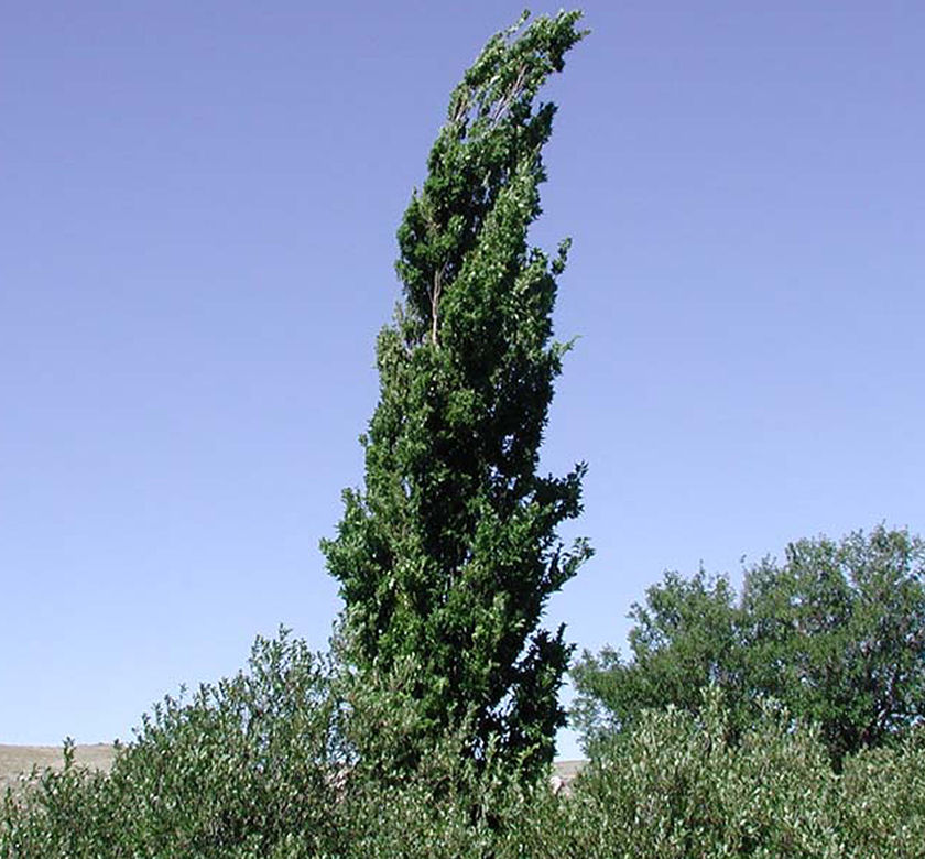 Celtis occidentalis ‘Prairie Sentinel’
