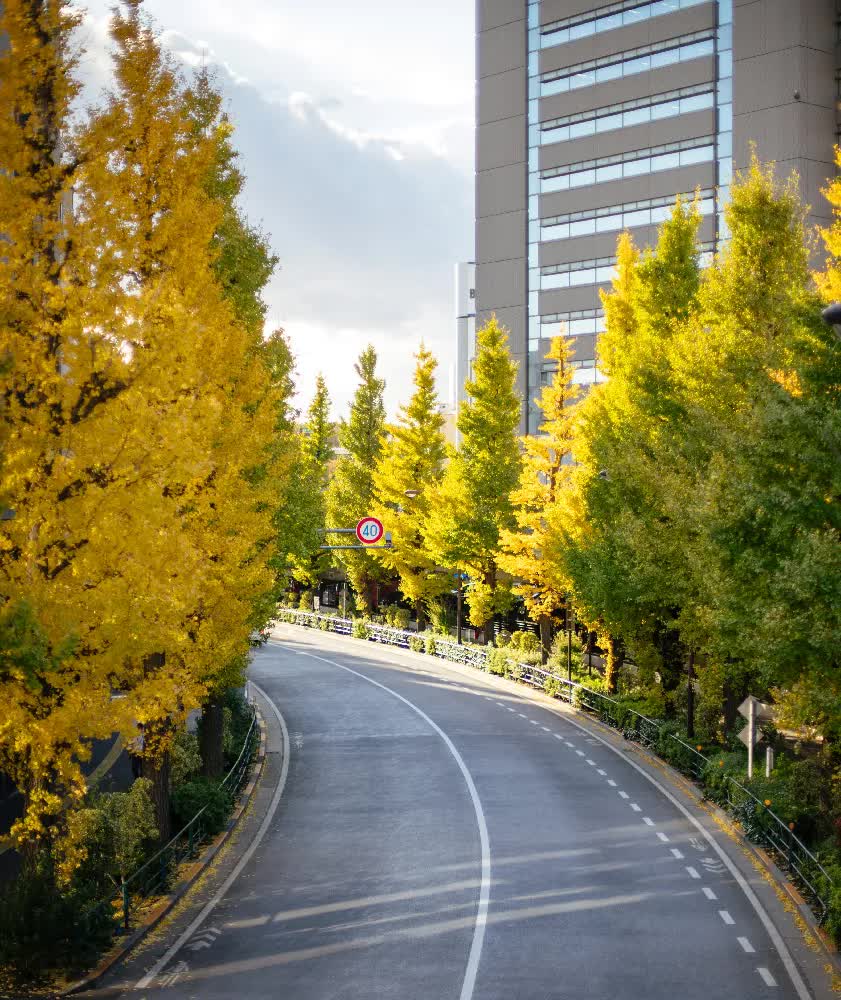 Ginkgo biloba ‘Princeton Sentry’