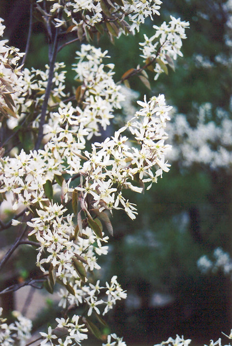 Amelanchier canadensis ‘Prince William'