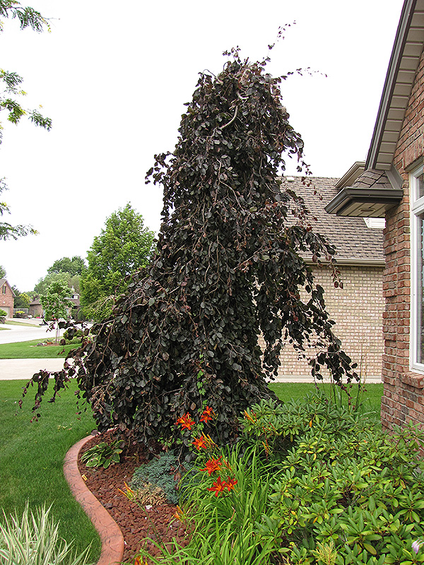 Fagus sylvatica ‘Purple Fountain’
