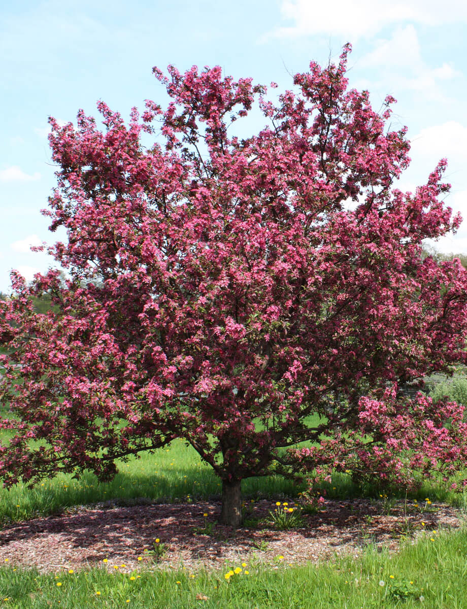 Malus ‘Purple Prince’