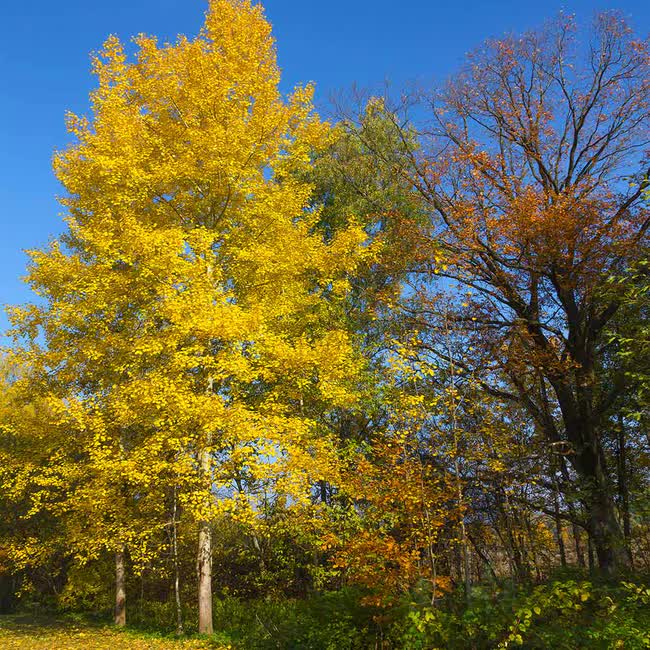 Populus tremuloides
