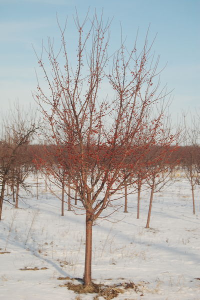 Malus x ‘Red Jewel’