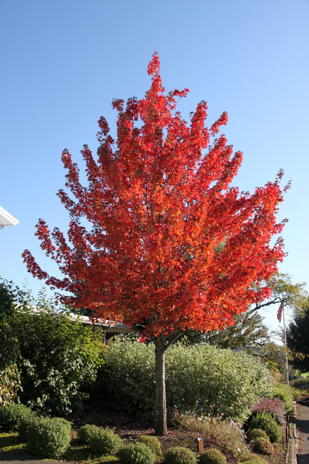 Acer rubrum ‘Frank Jr’