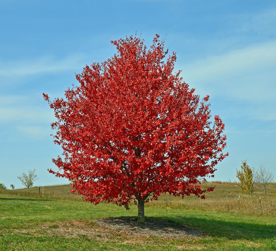 Acer rubrum ‘Franksred’