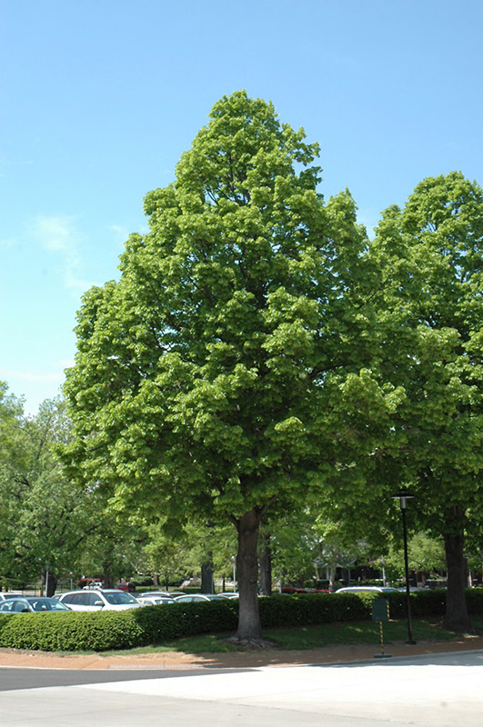 Tilia americana ‘Redmond’