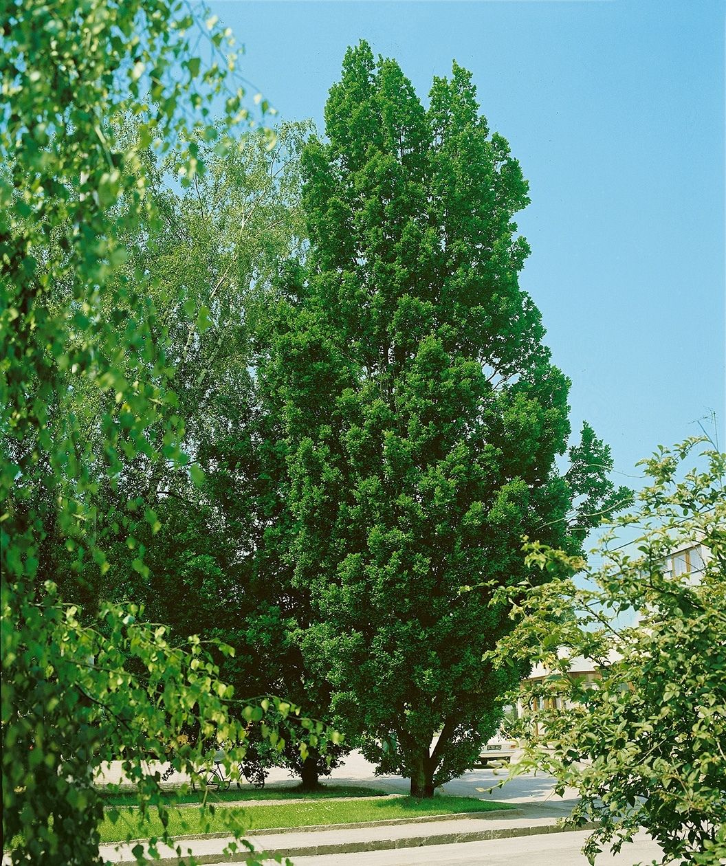 Quercus robur x bicolor ‘Long’