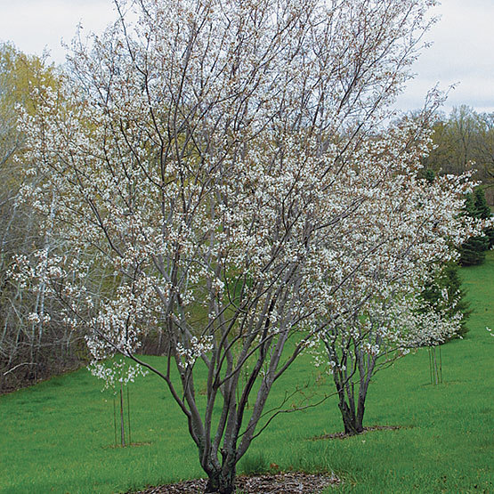 Amelanchier alnifolia ‘Regent’