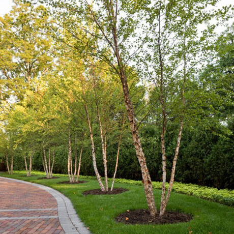 Betula nigra