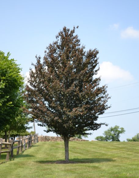 Fagus sylvatica ‘Riversii’