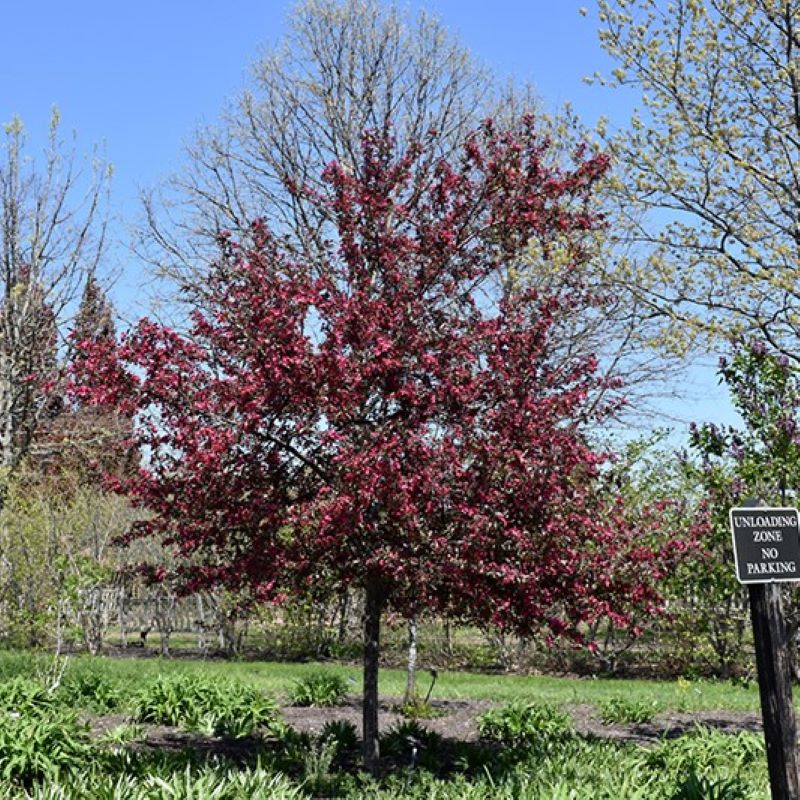 Malus x ‘JFS-KW5’