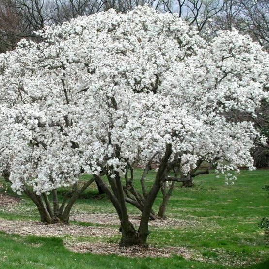 Magnolia stellata ‘Royal Star’