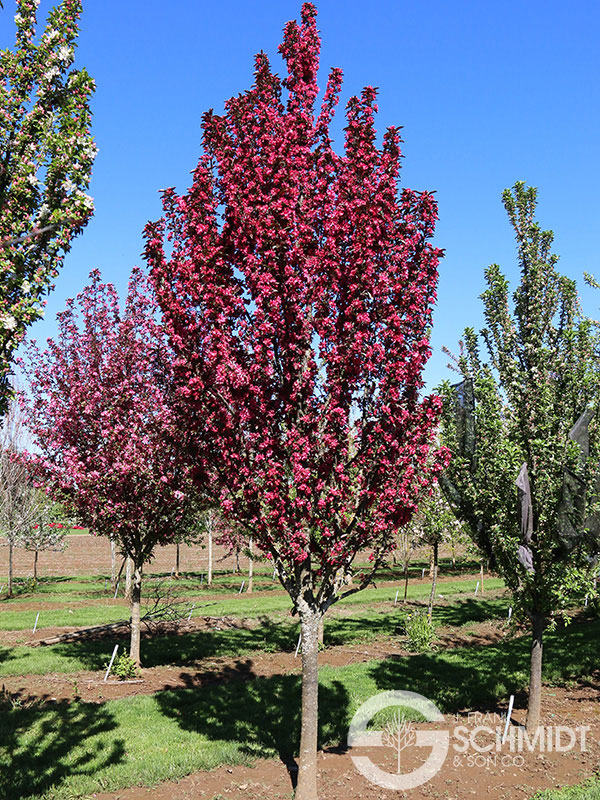 Malus ‘JFS KW213MX’