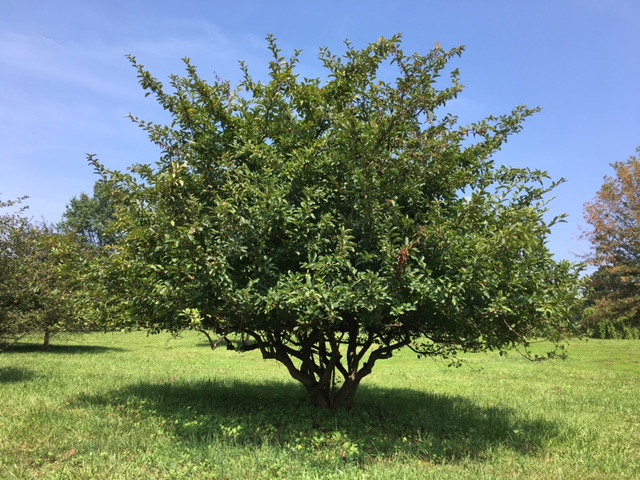 Malus sargentii