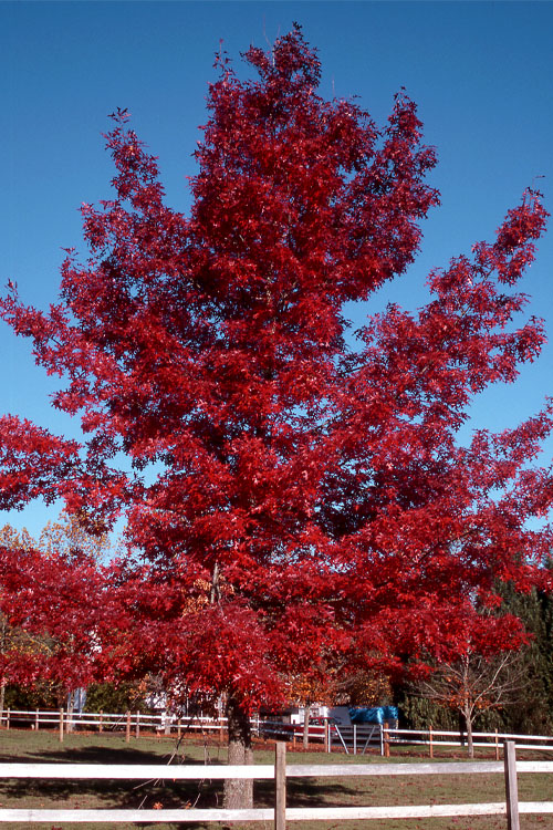 Quercus coccinea