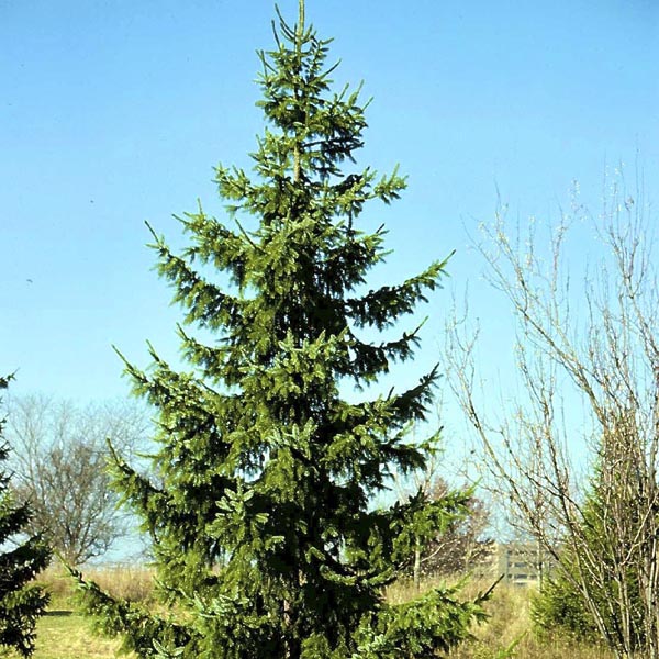 Picea omorika