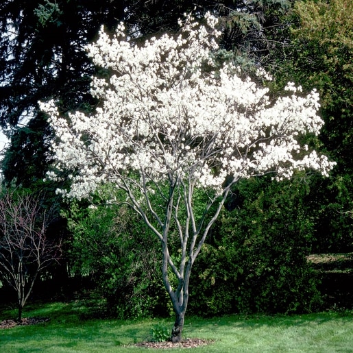 Amelanchier canadensis