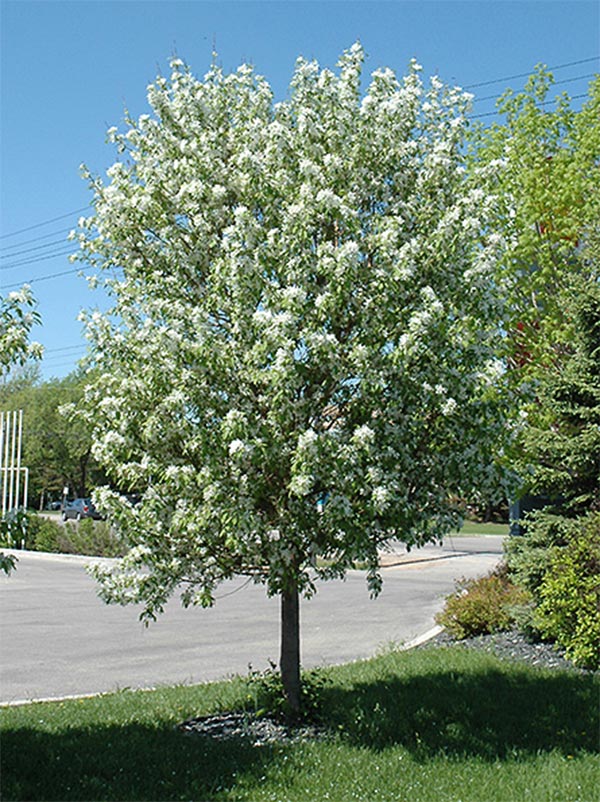 Malus ‘Spring Snow’