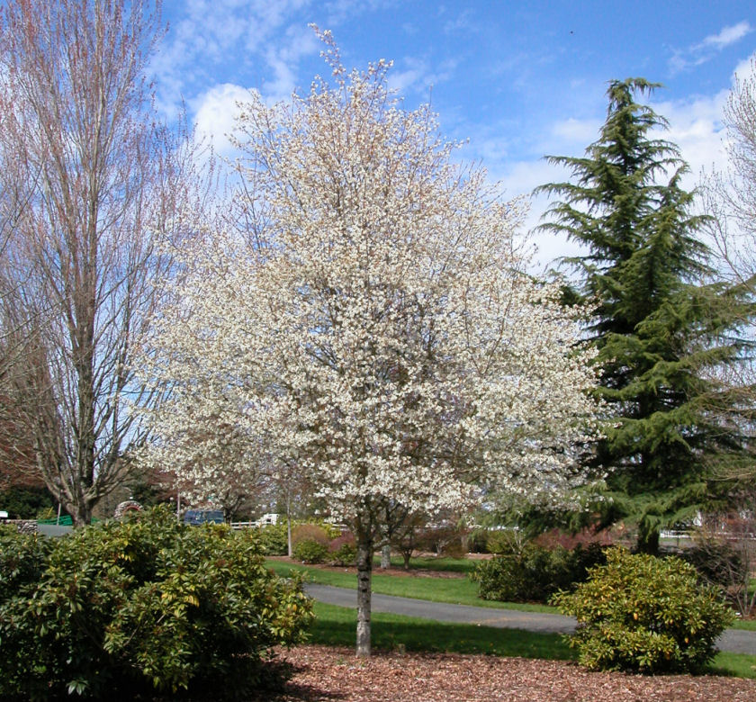 Amelanchier laevis ‘JFS-ARB’