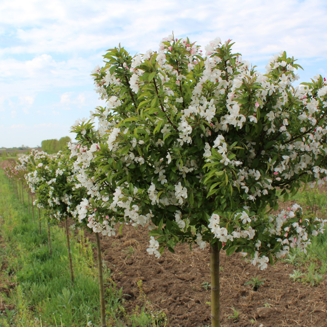 Malus x ‘Jeflite'