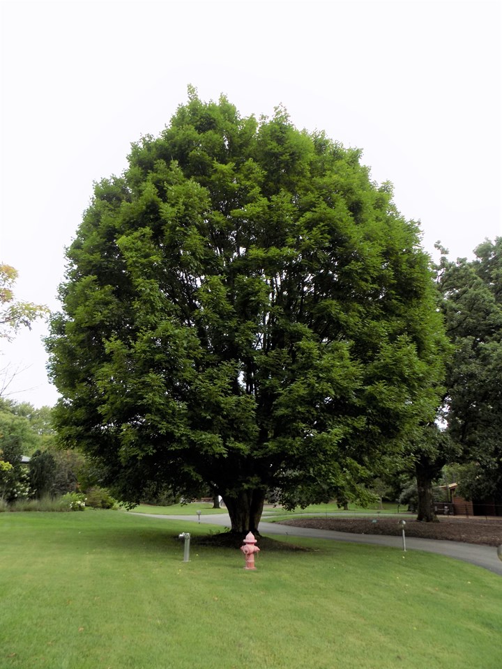 Acer miyabei ‘Morton