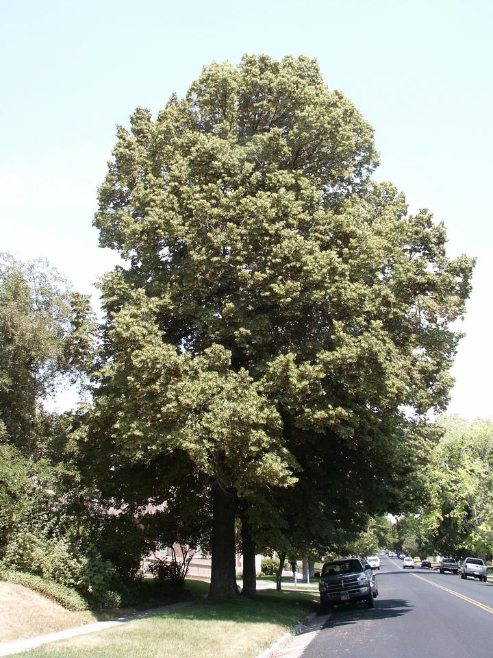 Tilia tomentosa