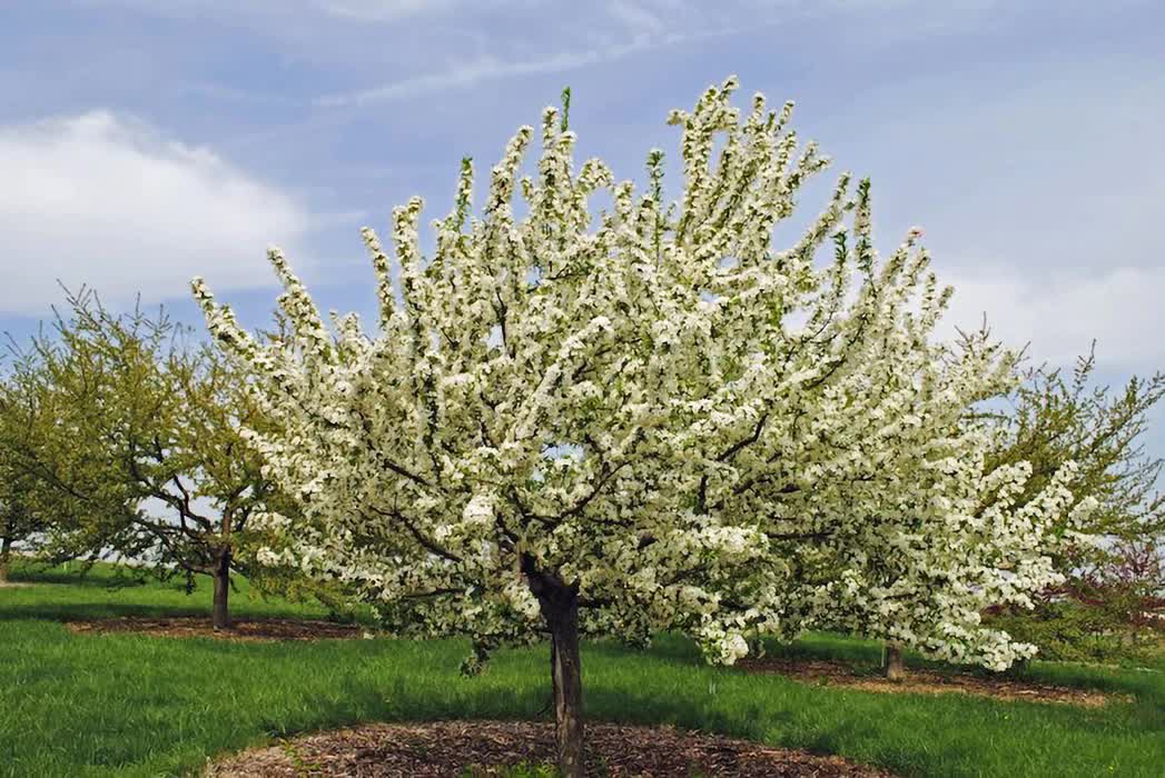 Malus ‘Sutyzam’ ‘Sugar Tyme’