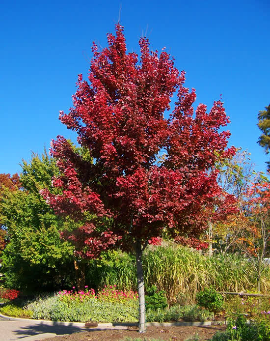 Acer rubrum ‘Sun Valley’
