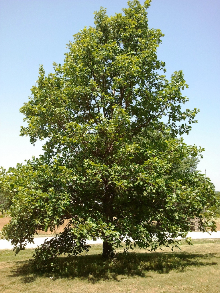 Quercus bicolor