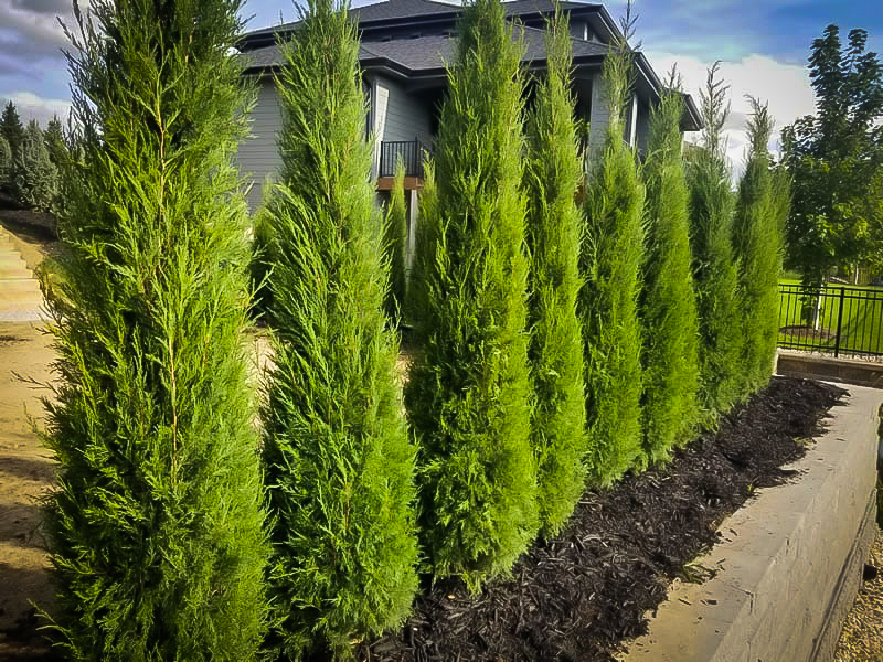 Juniperus virginiana ‘Taylor’
