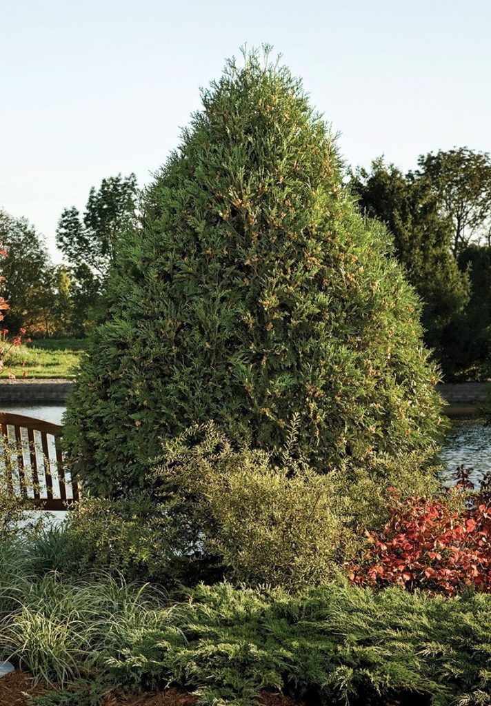 Thuja occidentalis ‘Bailjohn’ ‘Technito’