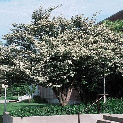 Crataegus crus-galli var. inermis