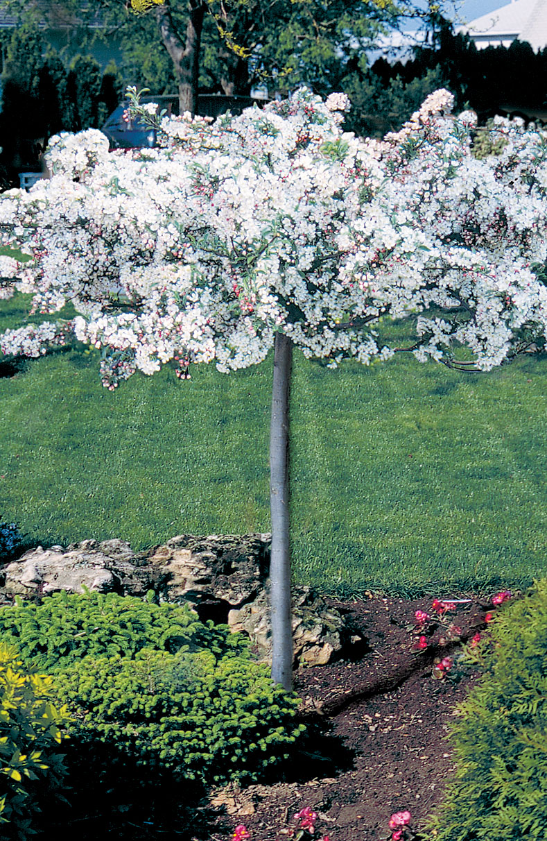 Malus sargentii ‘Tina’