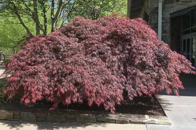 Acer palmatum var. diss. Atropurpureum ‘Tamukeyama’