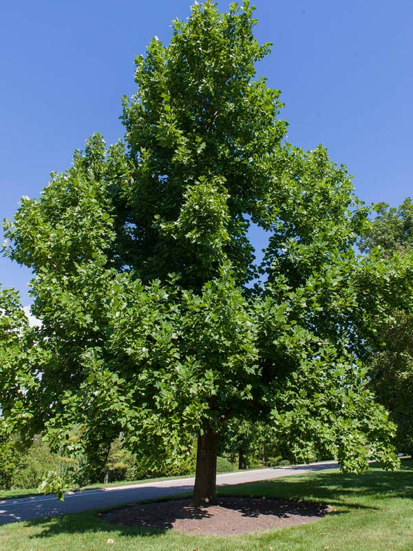 Liriodendron tulipifera