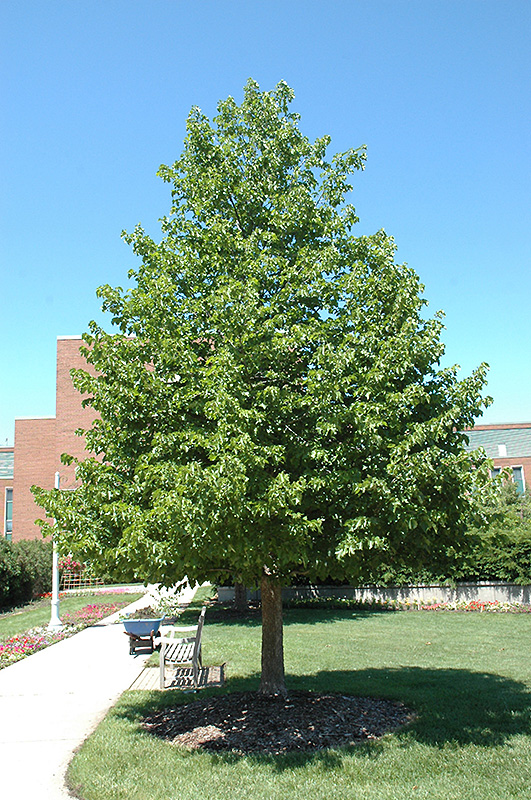 Corylus colurna