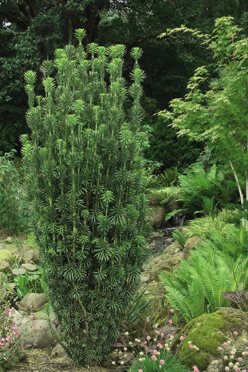 Taxus cuspidata ‘Capitata’