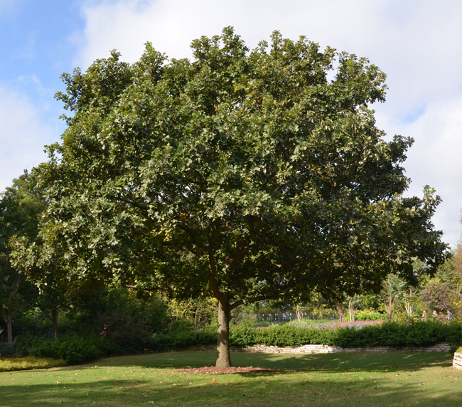 Quercus macrocarpa ‘JFS-KW3'