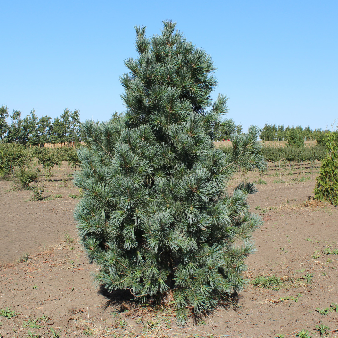 Pinus flexilix ‘Vanderwolf’s Pyramid’