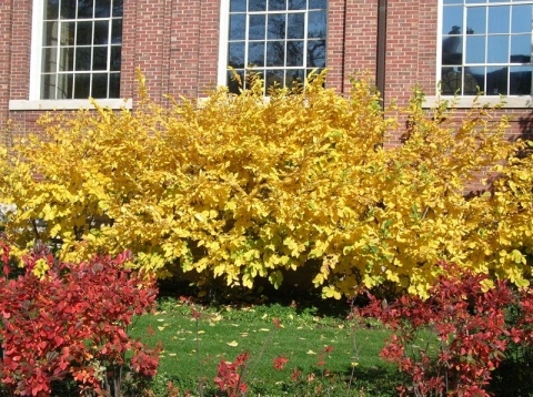 Hamamelis vernalis