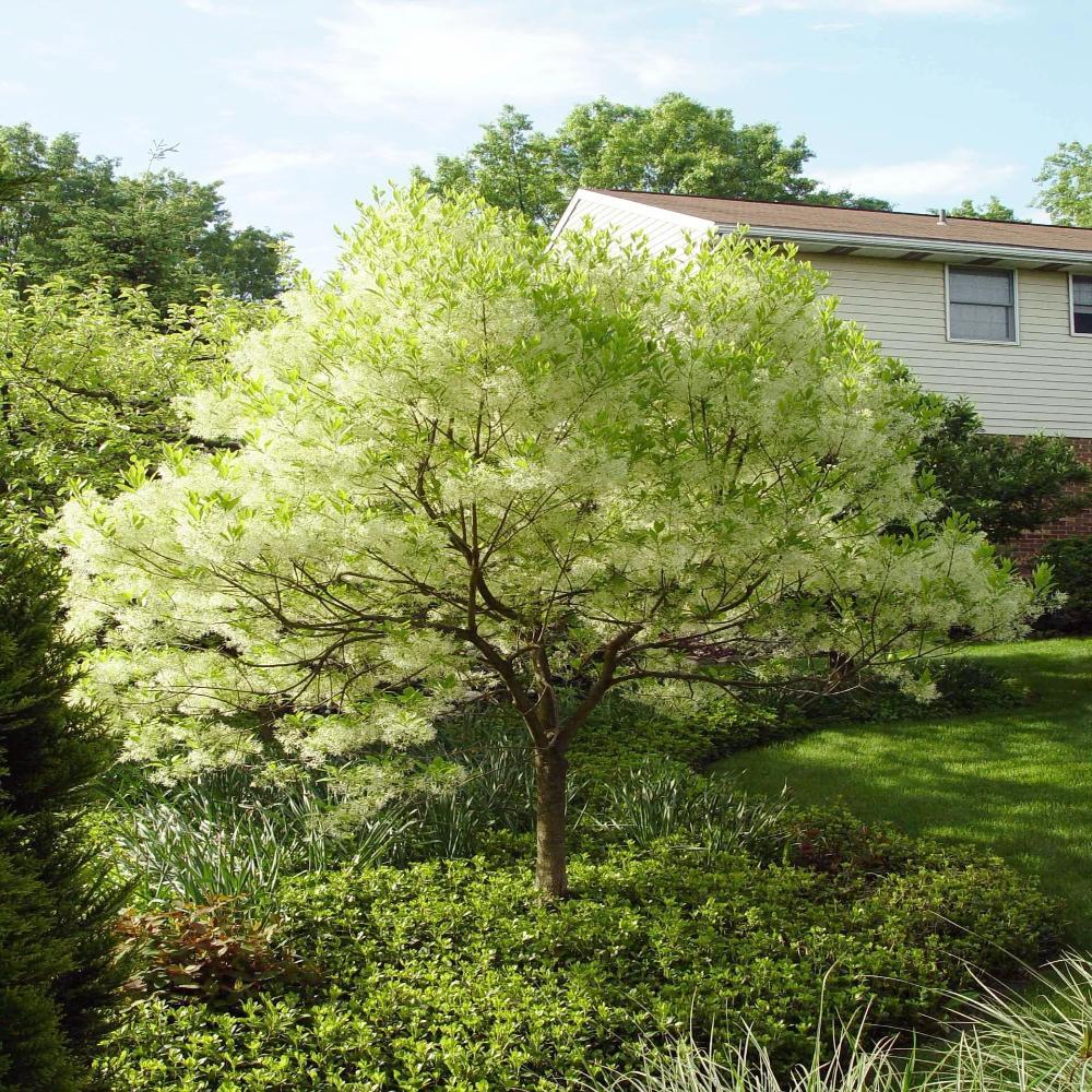 Chionanthus virginicus