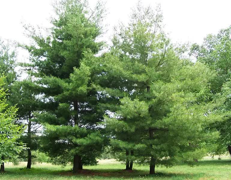 Pinus strobus