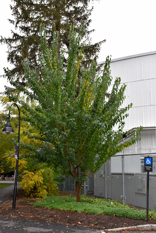 Maclura pomifera ‘White Shield’