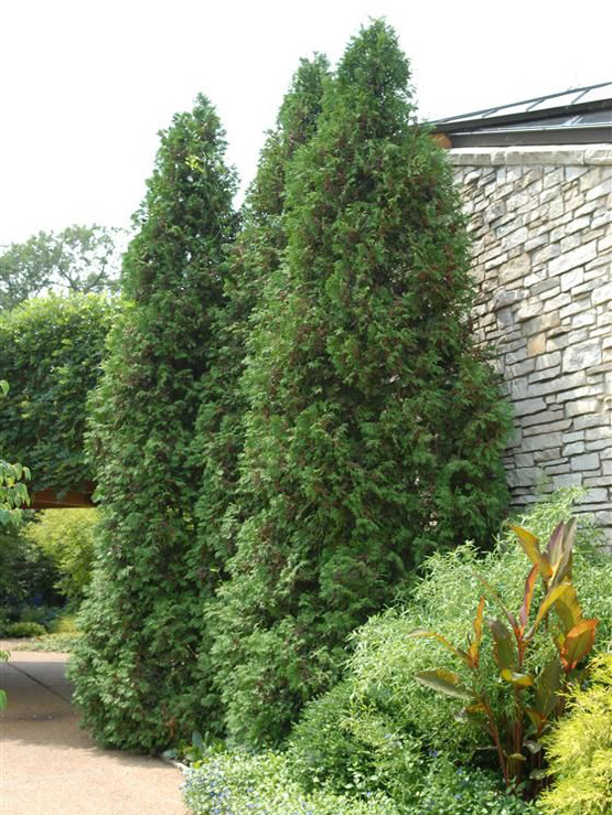 Thuja occidentalis ‘Hetz Wintergreen’