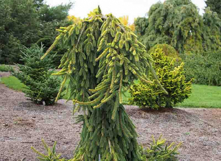 Picea abies ‘Pendula’