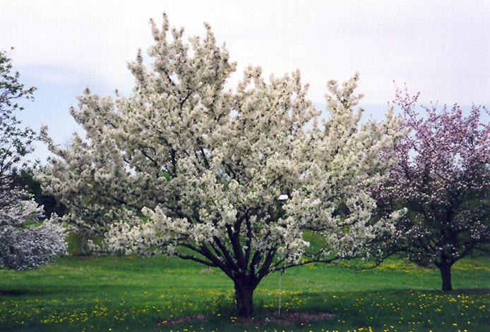 Malus x zumi var. calocarpa